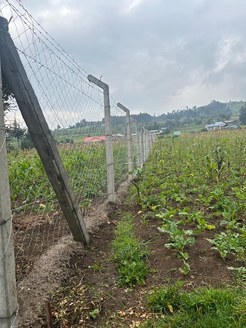 A wire perimeter fence along the edge of the school grounds, separating it from the neighbouring forest